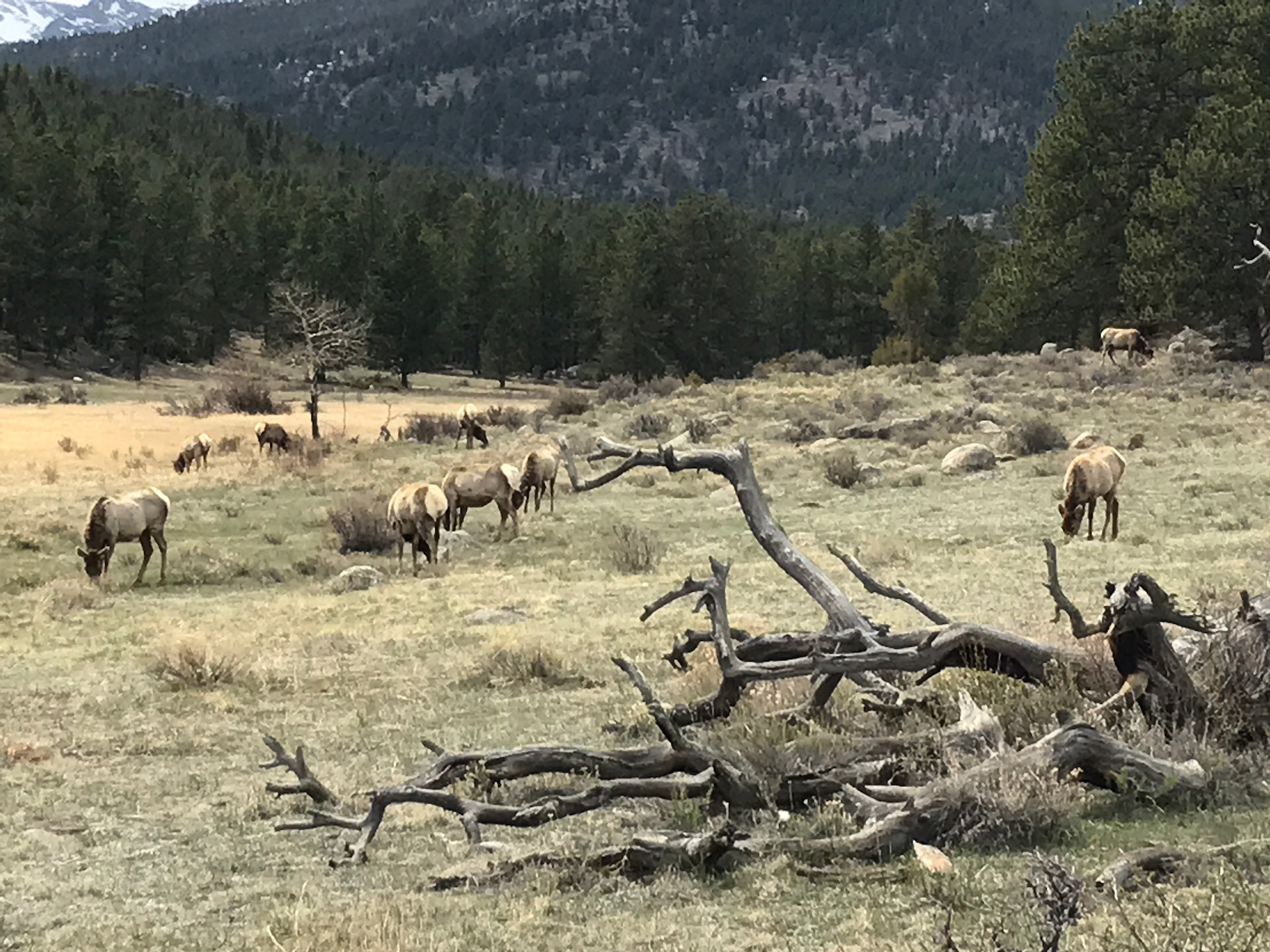 We got Kyle really excited about seeing elk, and luckily we saw plenty